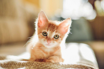 Datos y curiosidades de los gatos que seguro no sabías